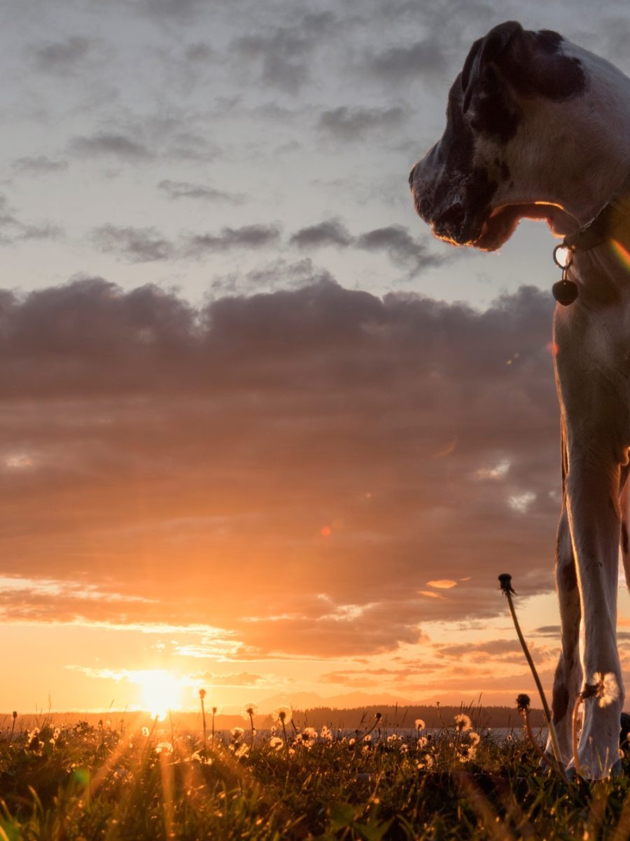 Great dane dog looking back over his shoulder at a seaside sunset.